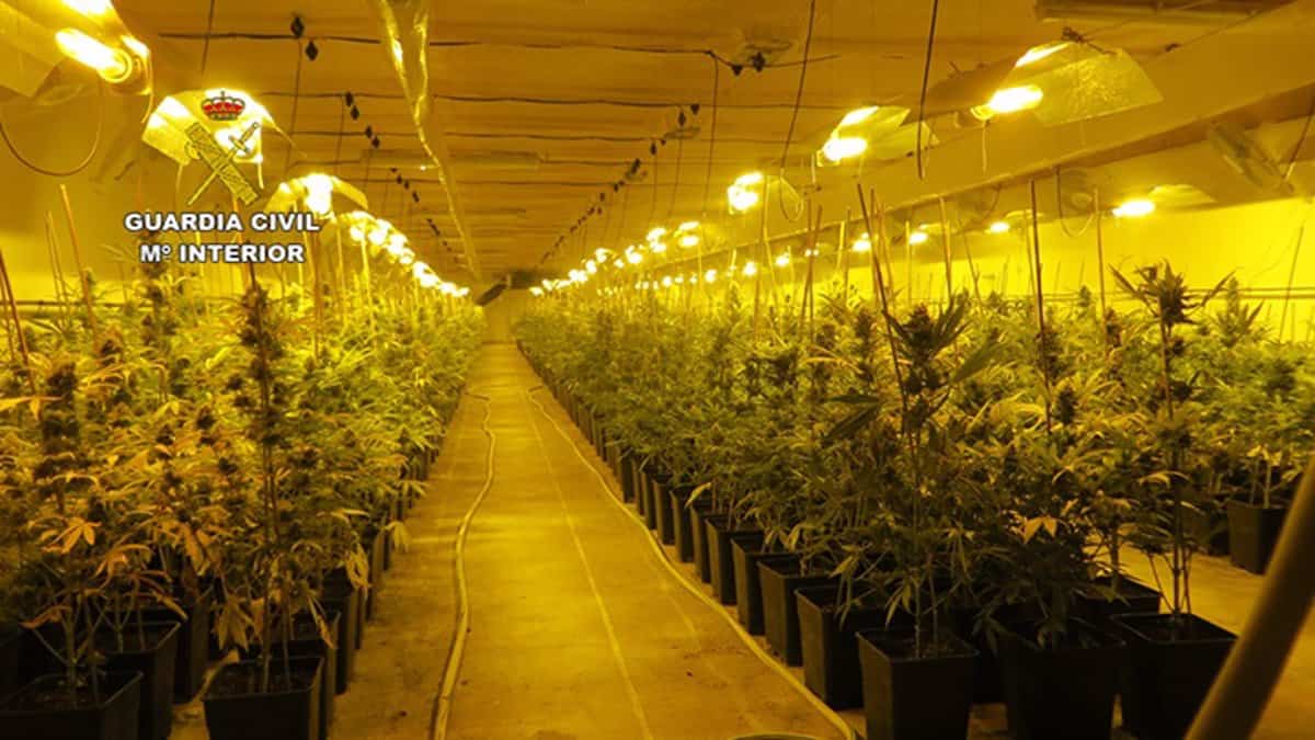 Tres detenidos y cerca de 2.000 plantas de marihuana intervenidas en Casasimarro (Cuenca)