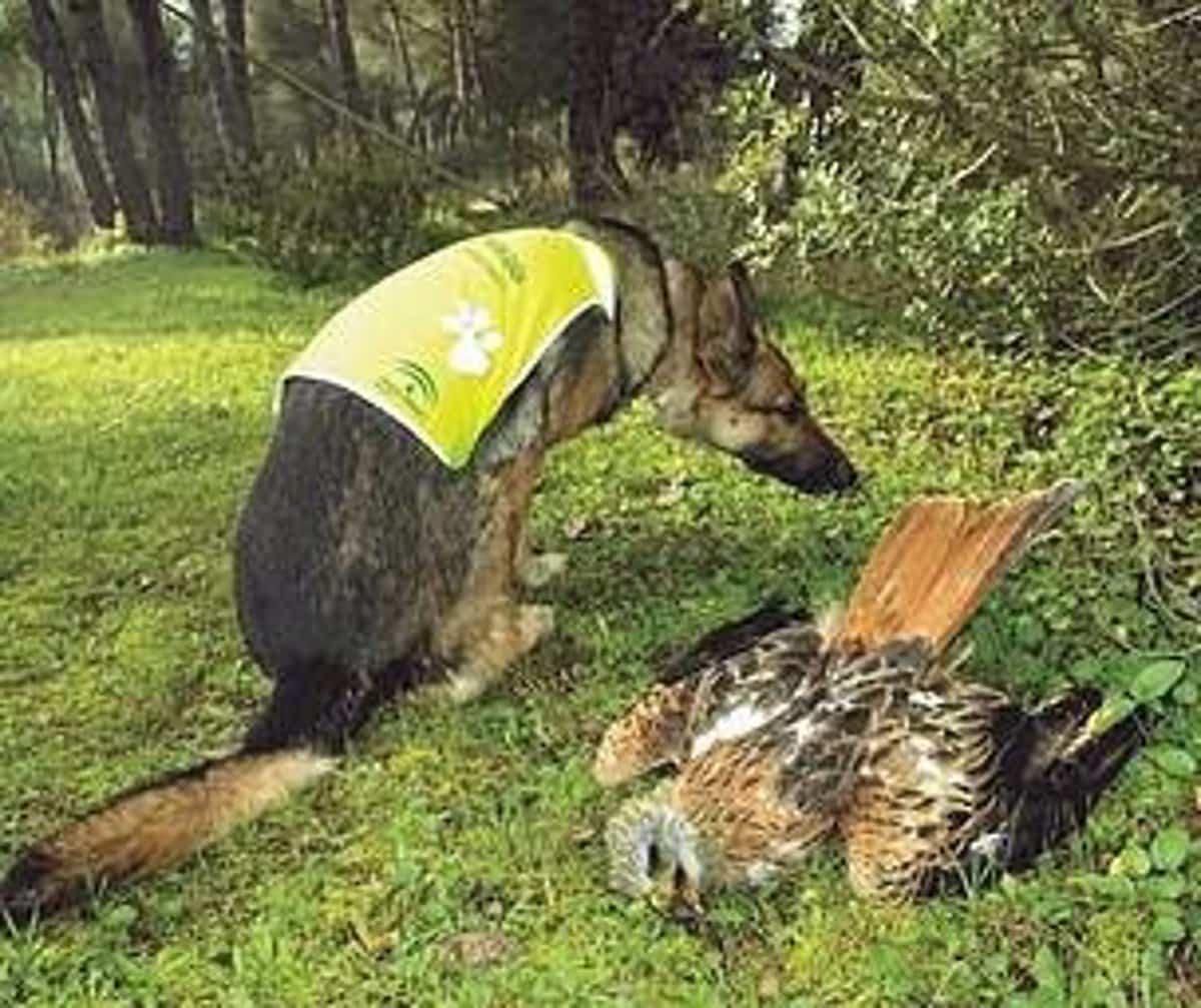 Ecologistas, GREFA y WWF se personarán como acusación en el juicio por un envenenamiento de fauna amenazada en Cuenca