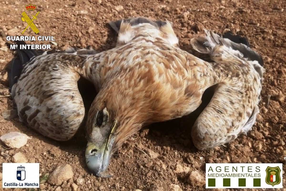 Un guarda y cinco cazadores, detenidos por envenenar a 3 águilas y 2 milanos en Villalgordo del Marquesado