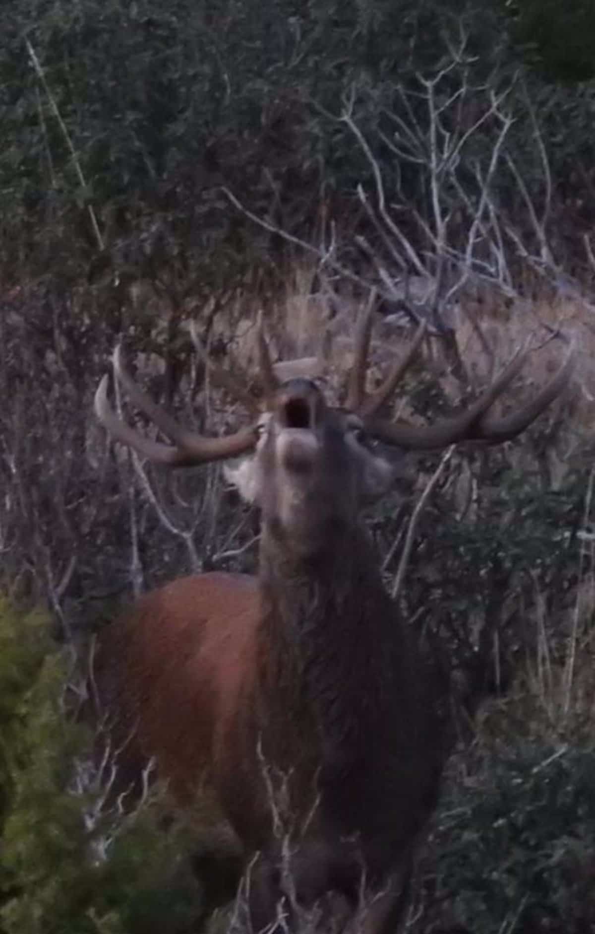 La berrea del ciervo y la ronca del gamo capitanean los atractivos otoñales del Alto Tajo