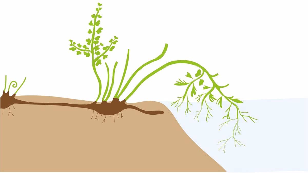 Desvelan científicas de la UAM información sobre el desarrollo de los helechos en el periodo Cretácico mediante el yacimiento de Las Hoyas.