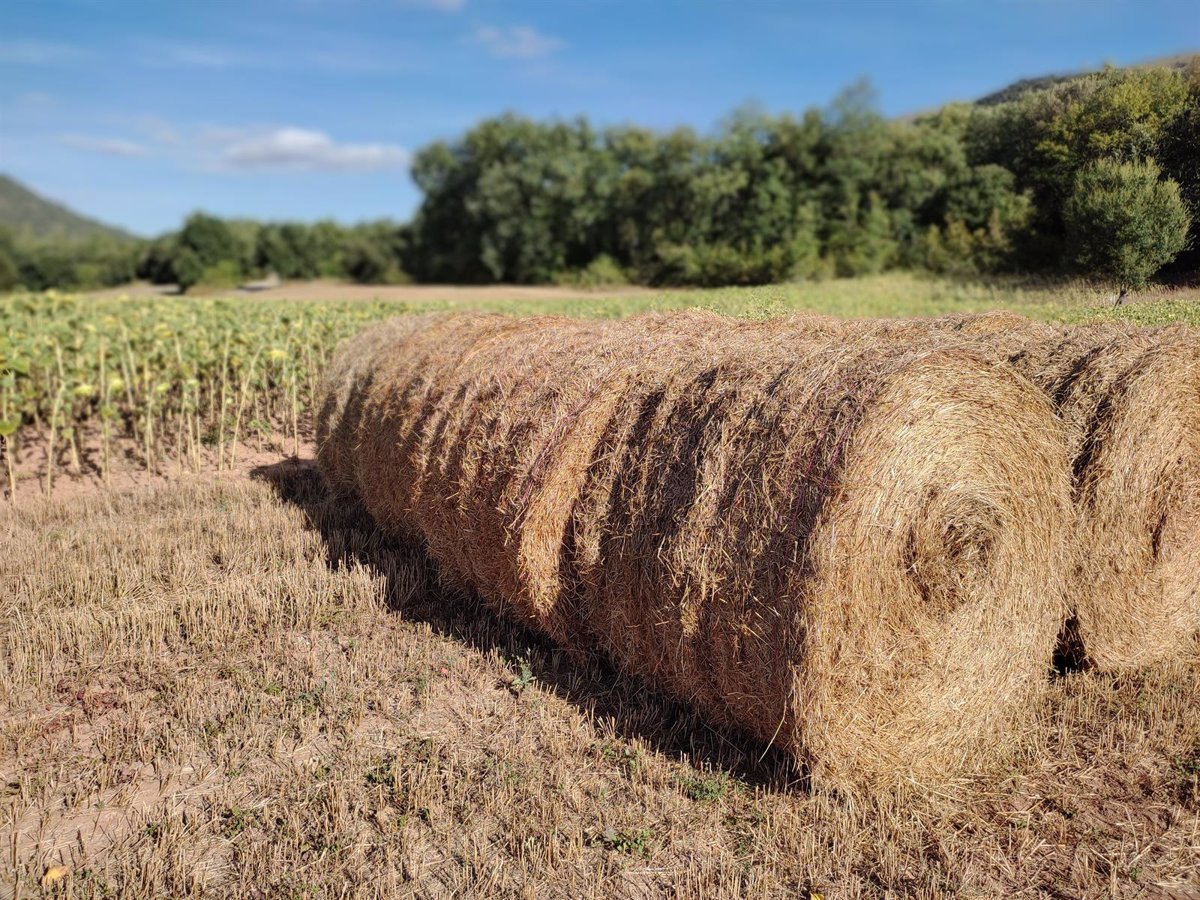 La ayuda para el cultivo de girasol se recupera en C-LM tras una década con una inversión de 19,8 millones