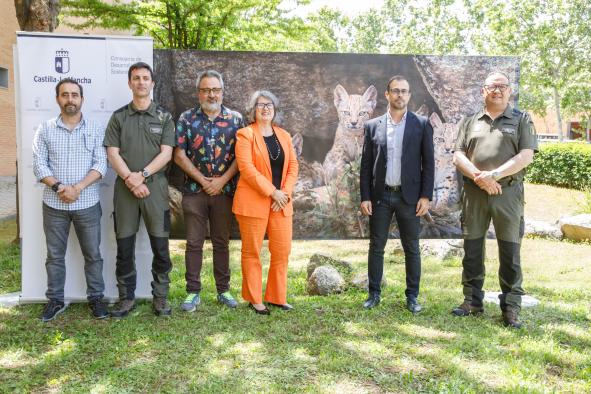 Castilla-La Mancha se consolida como la Comunidad Autónoma con más linces ibéricos, alcanzando 942 ejemplares en total