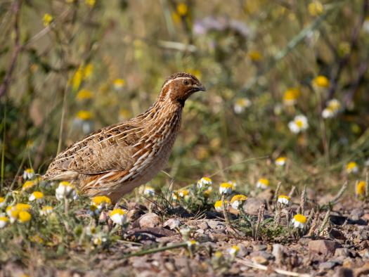 El Gobierno regional da inicio a la media veda 2025 con la caza de la tórtola europea y regulaciones para la codorniz común
