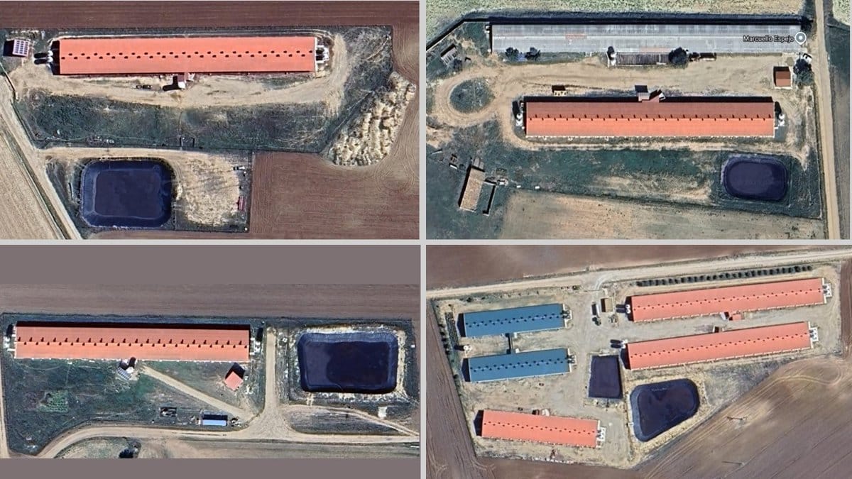 Pueblos Vivos alerta sobre la nueva macrogranja de Carboneras de Guadazaón que elude la Evaluación Ambiental