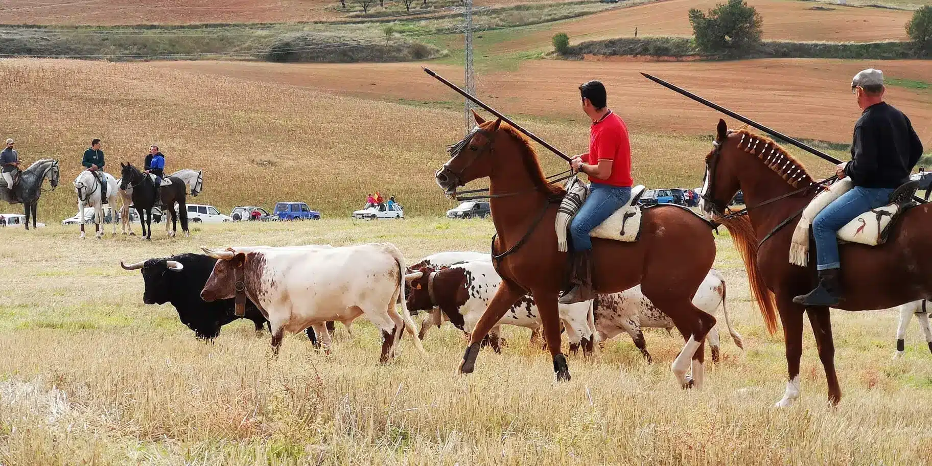 La Fundación Franz Weber pide suspender los “encierros camperos” en Castilla-La Mancha tras un nuevo incidente en Cuenca