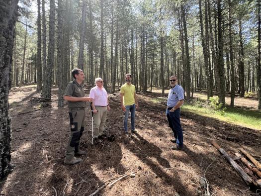 El Gobierno regional realiza trabajos selvícolas en más de 500 hectáreas de montes públicos de la provincia de Cuenca