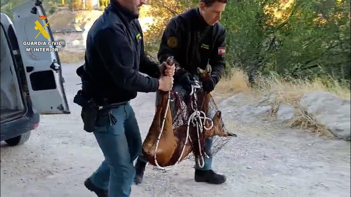 Rescatada una hembra de corzo atrapada en una finca del casco histórico de Cuenca
