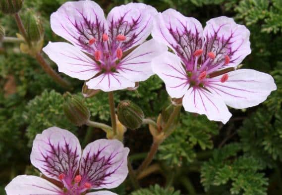 El IRIAF muestra avances en gestión de biodiversidad botánica y potencial agronómico de nuevas especies aromáticas en Cuenca