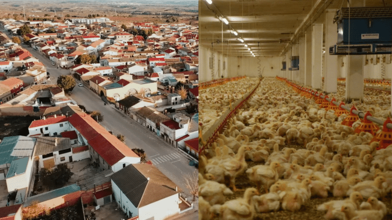 En tramitación una macrogranja de 738.000 pollos en El Herrumblar a 600 metros de las viviendas