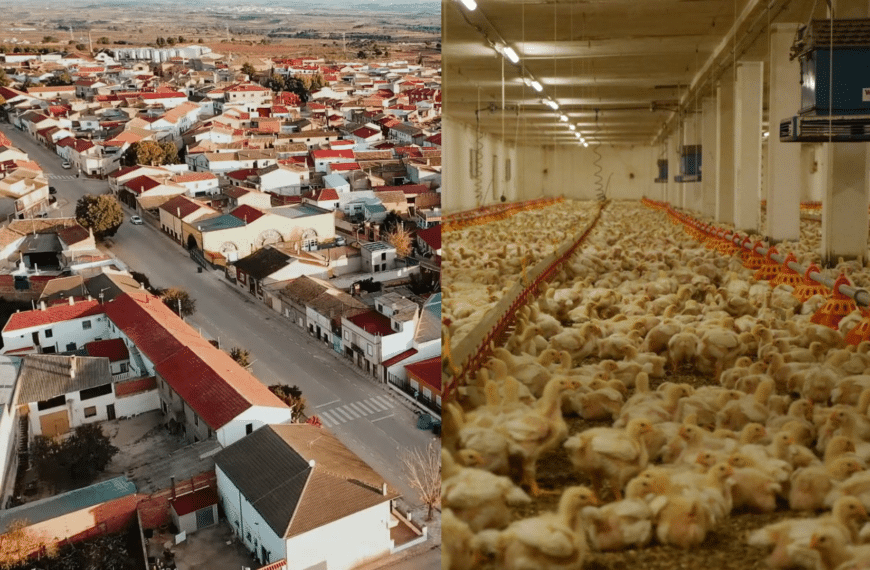 En tramitación una macrogranja de 738.000 pollos en El Herrumblar a 600 metros de las viviendas