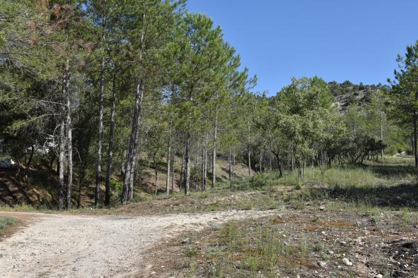 Concesión de ayudas para promover la gestión forestal sostenible en la provincia